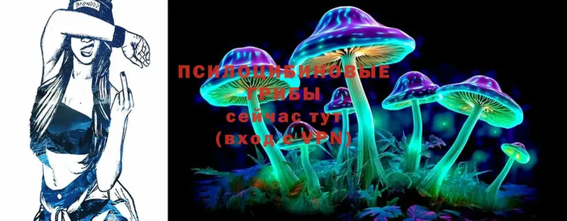 Галлюциногенные грибы Psilocybe  omg   Нелидово 